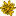 Blüte